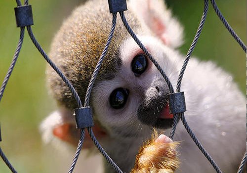 Monkey Protection Net Manufacturer